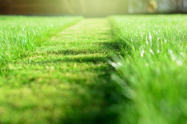 mowing the lawn. A perspective of green grass cut strip. Selecti