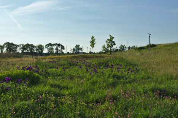 Blütenwiese in Versickerungsmulde