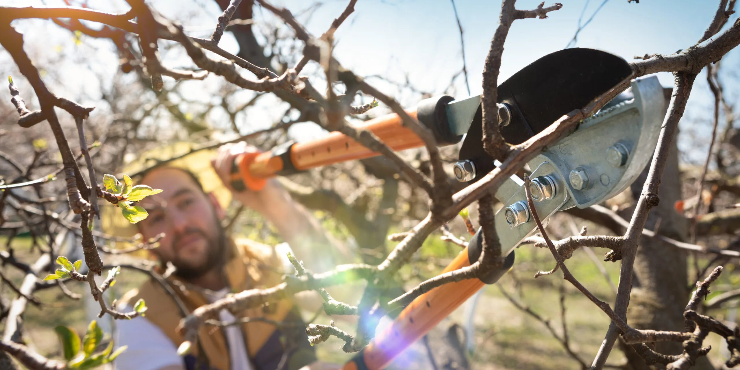 Gardener pruning fruit trees with pruning shears.