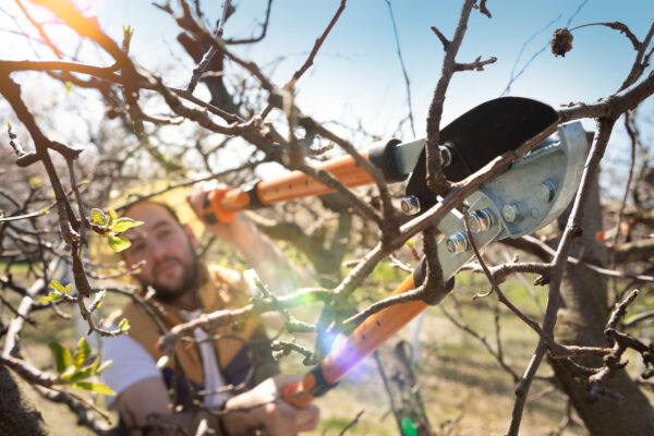 Gardener pruning fruit trees with pruning shears.