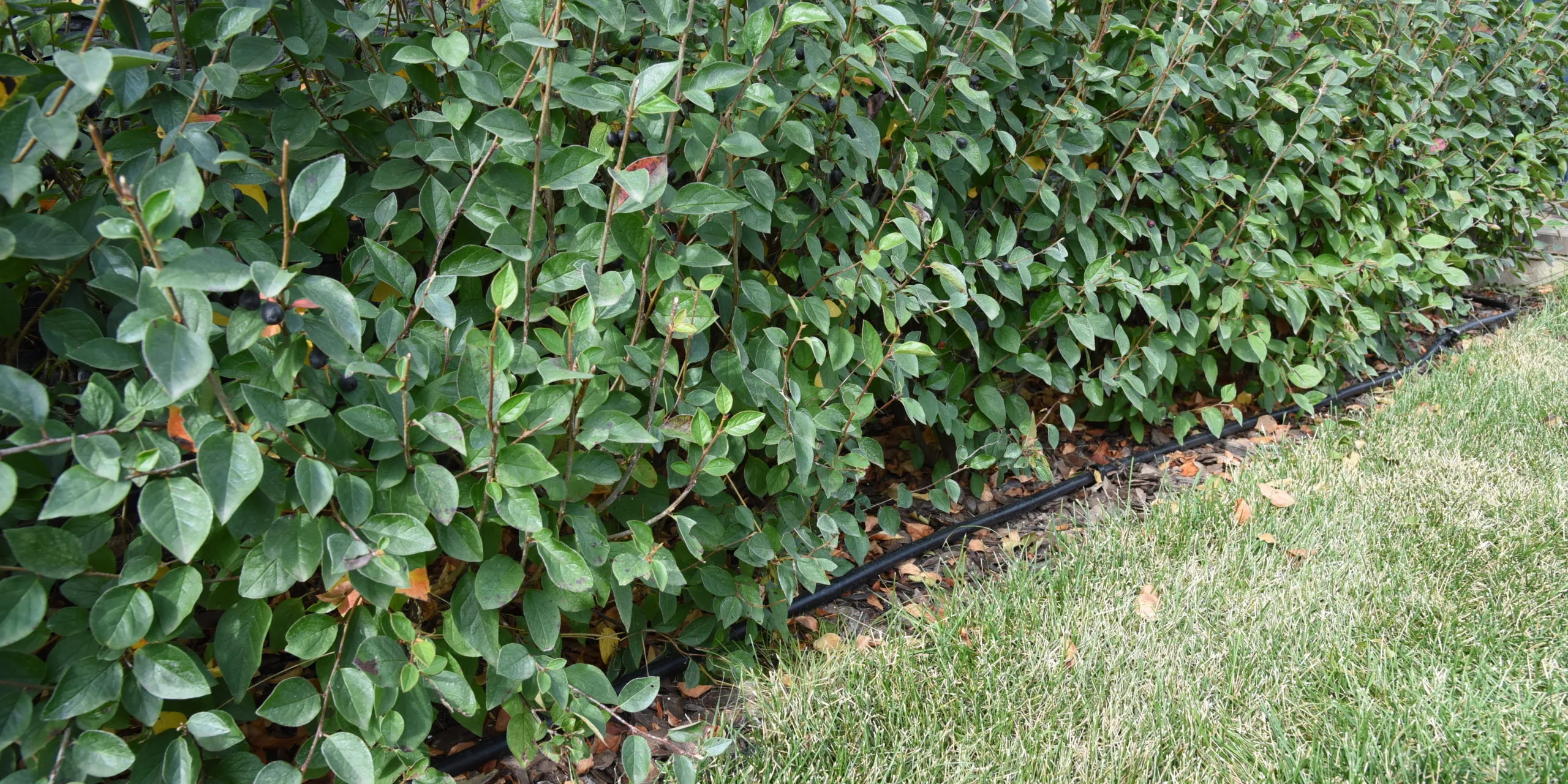 Bushes hedge with drop irrigation system and mulching