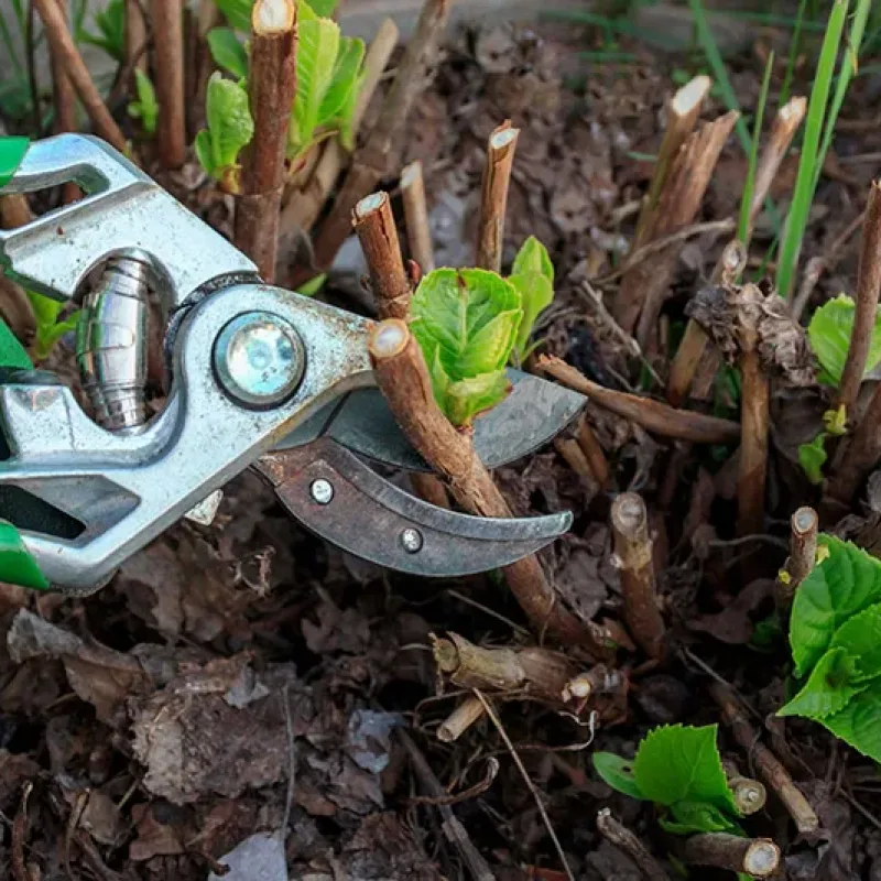 Strauchschnitt-Team-Oschmann